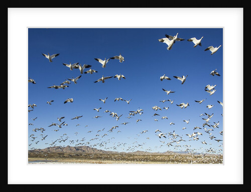 Snow Geese, Bosque del Apache, New Mexico by Anonymous