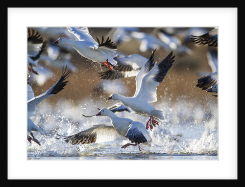 Snow Geese, Bosque del Apache, New Mexico by Anonymous