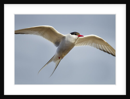 Arctic Tern in Flight, Hudson Bay, Canada by Anonymous