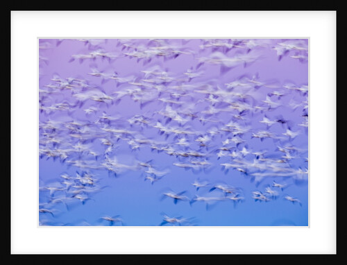 Snow Geese, Bosque del Apache, New Mexico by Anonymous