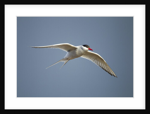Arctic Tern in Flight, Hudson Bay, Canada by Anonymous