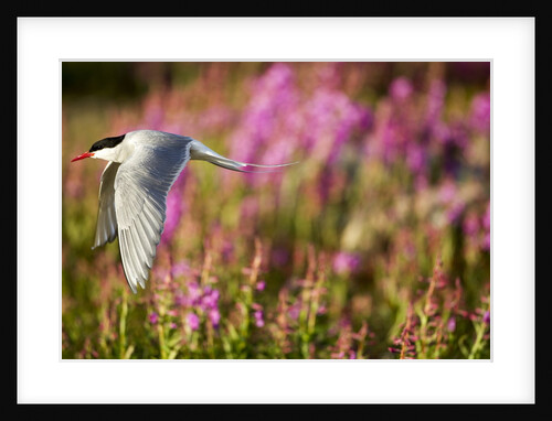 Arctic Tern in Flight, Hudson Bay, Canada by Anonymous