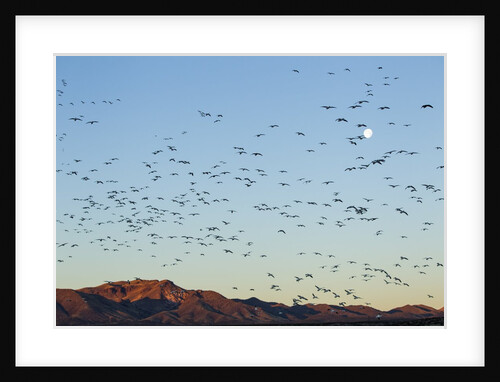 Snow Geese, Bosque del Apache, New Mexico by Anonymous