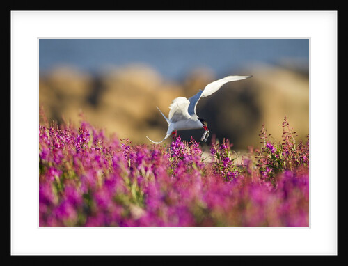 Arctic Tern, Hudson Bay, Canada by Anonymous