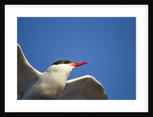 Arctic Tern, Hudson Bay, Canada by Anonymous