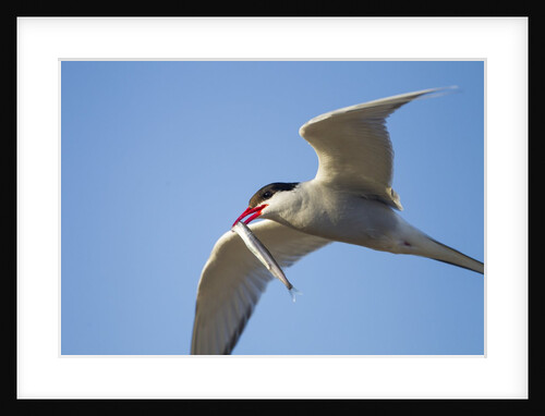 Arctic Tern, Hudson Bay, Canada by Anonymous