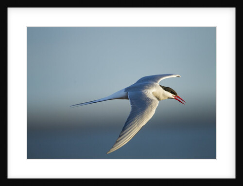 Arctic Tern, Hudson Bay, Canada by Anonymous