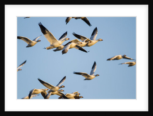 Snow Geese, Bosque del Apache, New Mexico by Anonymous