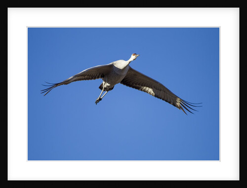 Sandhill Cranes in Flight, Bosque del Apache, New Mexico by Anonymous