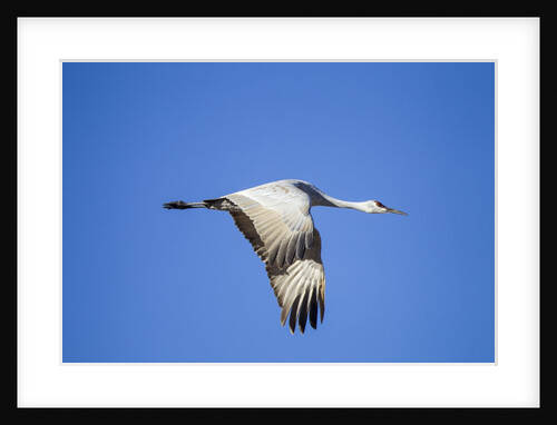 Sandhill Crane in Flight, Bosque del Apache, New Mexico by Anonymous
