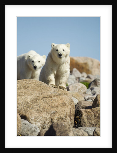 Polar Bear Cubs, Hudson Bay, Manitoba, Canada by Anonymous
