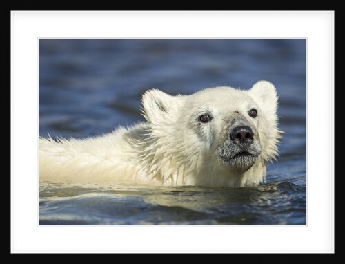 Polar Bear Cub, Hudson Bay, Manitoba, Canada by Anonymous