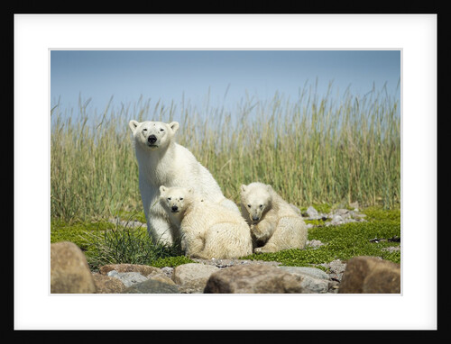 Polar Bear and Cubs, Hudson Bay, Manitoba, Canada by Anonymous
