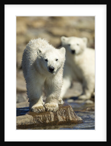 Polar Bear Cubs, Hudson Bay, Manitoba, Canada by Anonymous