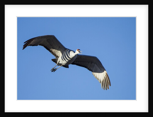 Sandhill Crane in Flight, Bosque del Apache, New Mexico by Anonymous