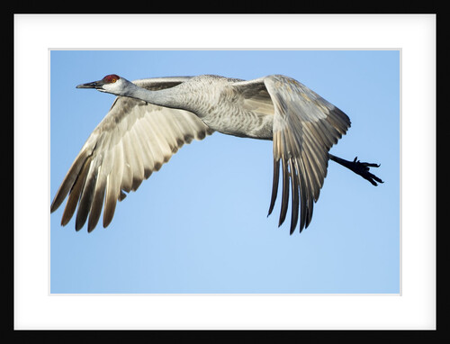 Sandhill Crane in Flight, Bosque del Apache, New Mexico by Anonymous