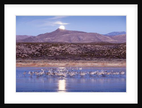 Sandhill Cranes and Full Moon, Bosque del Apache, New Mexico by Anonymous