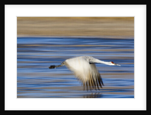 Sandhill Crane in Flight, Bosque del Apache, New Mexico by Anonymous
