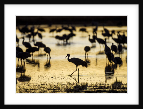 Sandhill Cranes, Bosque del Apache, New Mexico by Anonymous