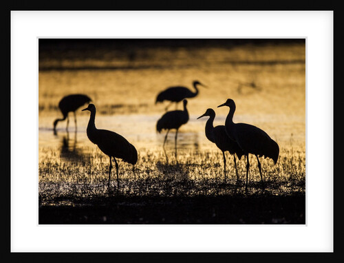 Sandhill Cranes, Bosque del Apache, New Mexico by Anonymous