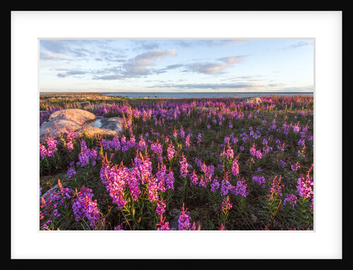 Fireweed, Hudson Bay, Canada by Anonymous