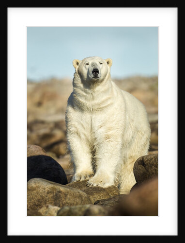 Polar Bear, Hudson Bay, Manitoba, Canada by Anonymous