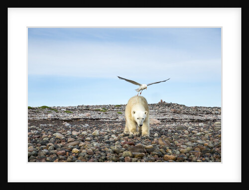 Seagull and Polar Bear, Hudson Bay, Nunavut, Canada by Anonymous