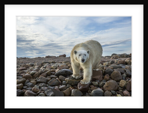 Polar Bear, Hudson Bay, Nunavut, Canada by Anonymous
