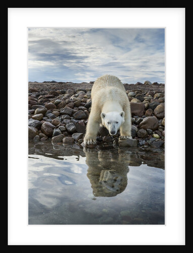 Polar Bear, Hudson Bay, Nunavut, Canada by Anonymous