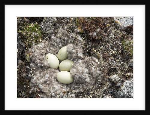 Eider Duck Nest, Nunavut, Canada by Anonymous