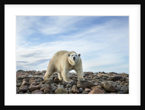 Polar Bear, Hudson Bay, Nunavut, Canada by Anonymous