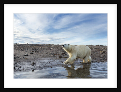 Polar Bear, Hudson Bay, Nunavut, Canada by Anonymous