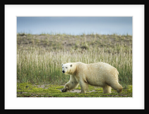 Polar Bear, Hudson Bay, Nunavut, Canada by Anonymous