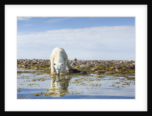 Polar Bear, Hudson Bay, Nunavut, Canada by Anonymous