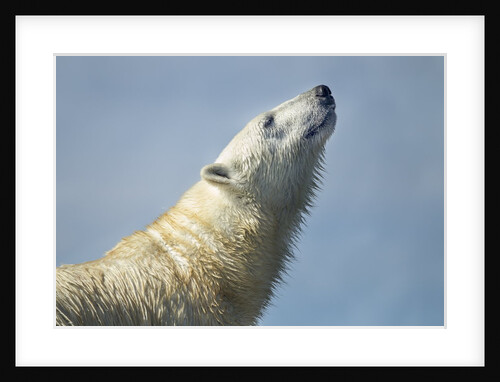 Polar Bear, Hudson Bay, Nunavut, Canada by Anonymous