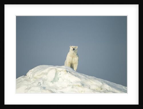 Polar Bear on Iceberg, Hudson Bay, Nunavut, Canada by Anonymous