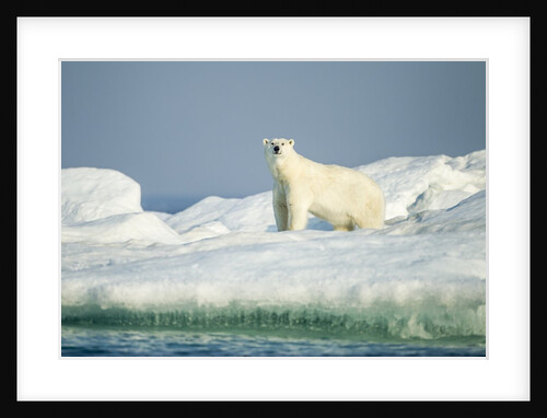 Polar Bear on Iceberg, Hudson Bay, Nunavut, Canada by Anonymous