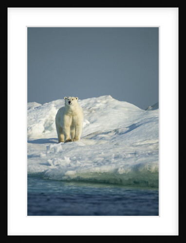 Polar Bear on Iceberg, Hudson Bay, Nunavut, Canada by Anonymous