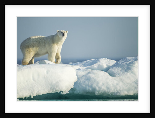 Polar Bear on Iceberg, Hudson Bay, Nunavut, Canada by Anonymous