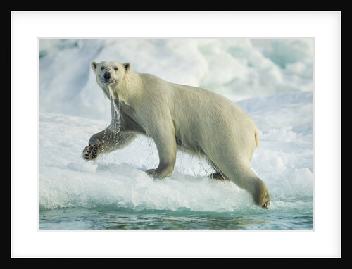 Polar Bear on Iceberg, Hudson Bay, Nunavut, Canada by Anonymous