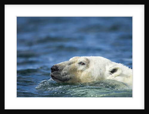 Swimming Polar Bear, Hudson Bay, Nunavut, Canada by Anonymous