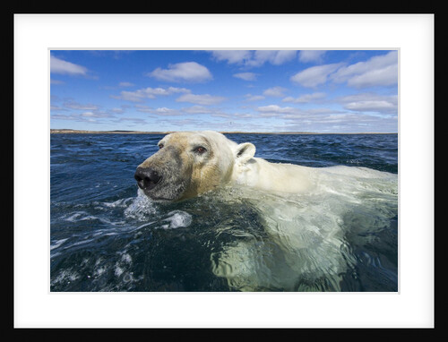 Swimming Polar Bear, Hudson Bay, Nunavut, Canada by Anonymous