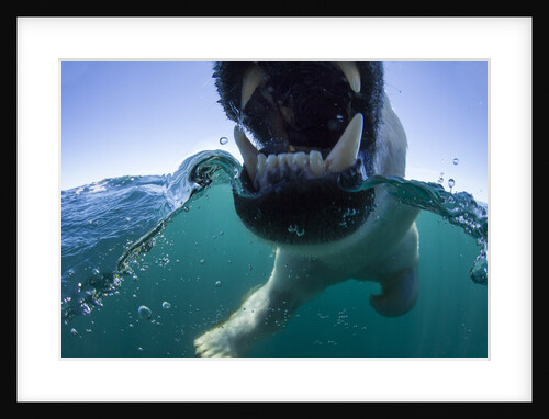 Swimming Polar Bear, Hudson Bay, Nunavut, Canada by Anonymous