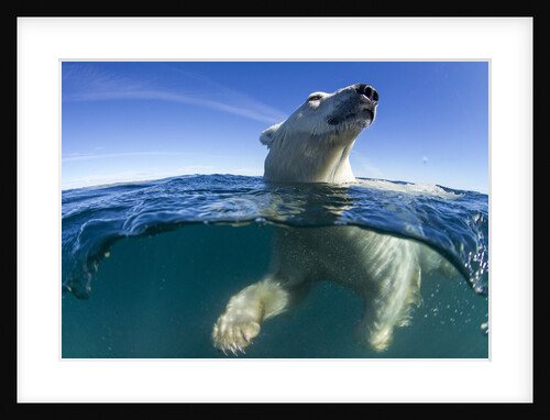 Polar Bear, Hudson Bay, Nunavut, Canada by Anonymous