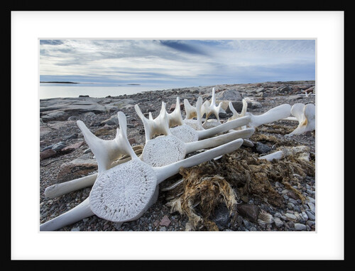 Whale Bones, Nunavut, Canada by Anonymous