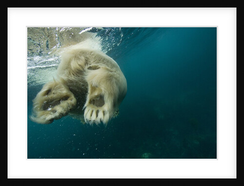Underwater Polar Bear, Hudson Bay, Nunavut, Canada by Anonymous