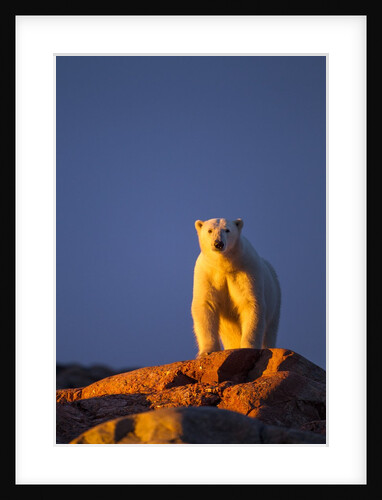 Polar Bear, Hudson Bay, Nunavut, Canada by Anonymous