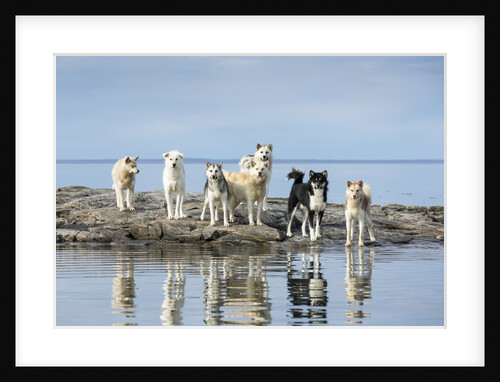 Sled Dogs, Nunavut, Canada by Anonymous