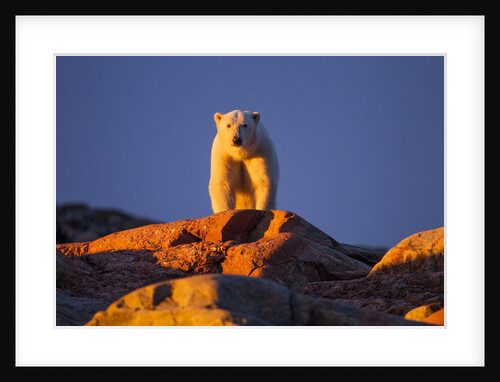 Polar Bear, Hudson Bay, Nunavut, Canada by Anonymous