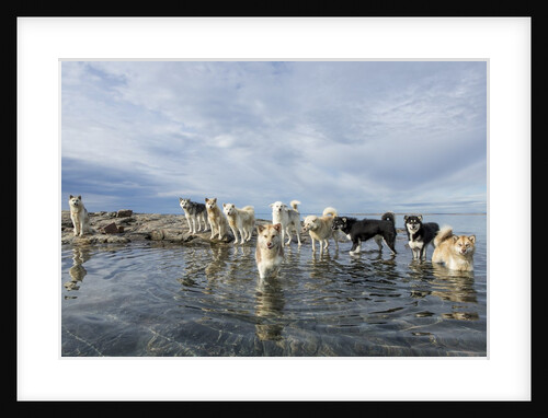 Sled Dogs, Nunavut, Canada by Anonymous
